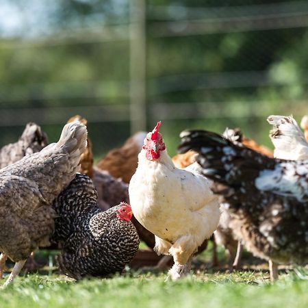 Trewint Farm B&B Bodmin Eksteriør bilde